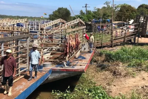 Ganaderos en Beni sacrifican reses ante amenaza de inundaciones