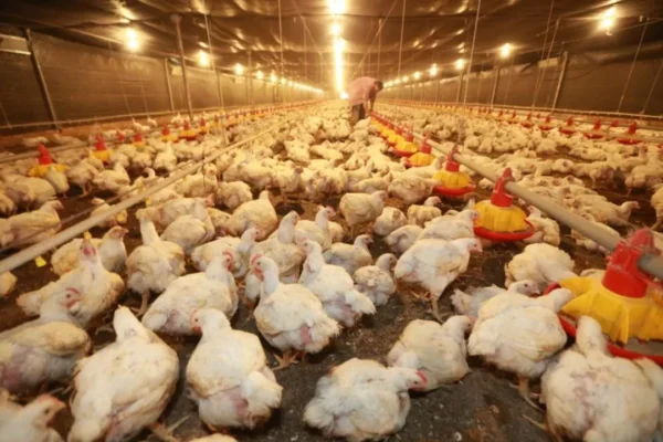 Industria avícola está en riesgo por escasez de soya, dólares y diésel