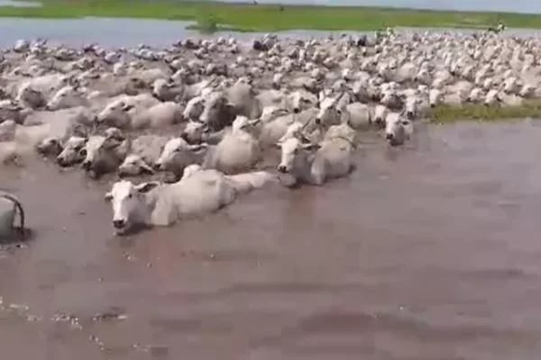 Más de 8.000 reses murieron por las lluvias e inundaciones en Beni y hay 516.000 en riesgo, advierten ganaderos