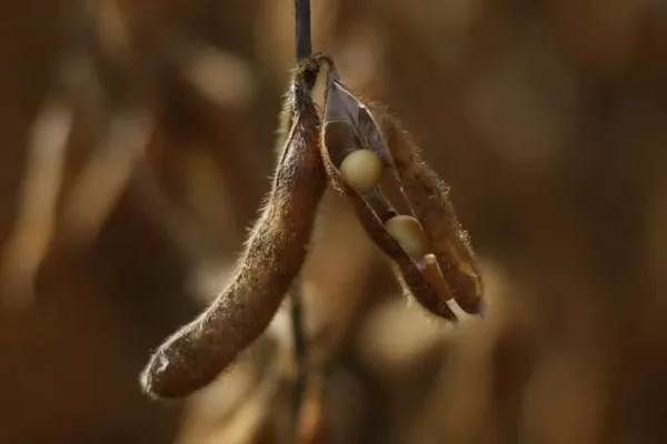 Científicos brasileños desarrollan estrategia biológica que impulsa cultivo sostenible de soja
