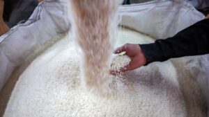 Adiós al arroz: revelan que este alimento clásico podría volverse peligroso para la salud en 2050