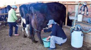 Lecheros exigen un mejor precio para la leche