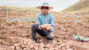 En Santiago de Huari incrementan rendimiento de cultivos de papa de 4 a 25 toneladas por hectárea
