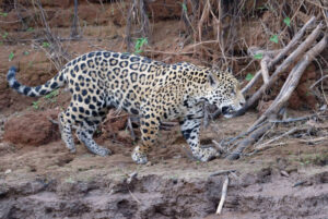 Defensor del Pueblo inicia plan para hacer cumplir preservación del jaguar