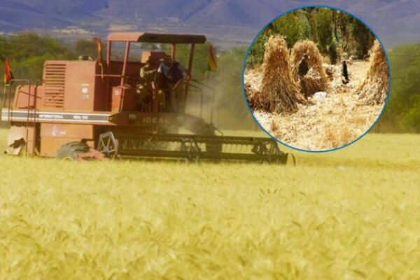 Emapa propone $us 520 por tonelada de trigo para campaña de invierno