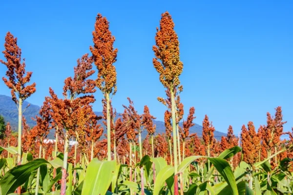 Sorgo en Argentina: siempre en la línea de largada y a la expectativa