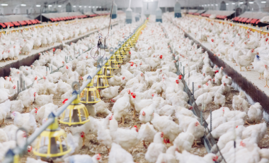 Brasil confirma el primer caso de influenza aviar en una granja comercial del país