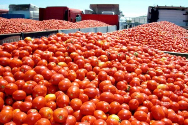 Productores de tomate exigen frenar contrabando