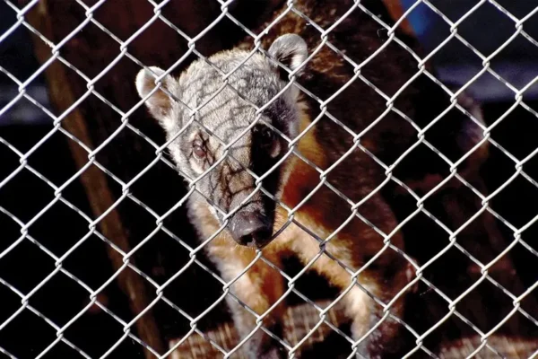 Cochabamba rehabilita a 16 animales silvestres y los deriva a refugios