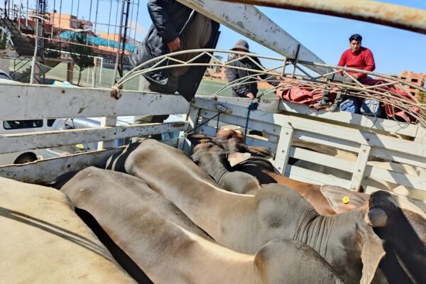 El CEO comisó 14 cabezas de ganado, 6.000 kilos de carne de cerdo y 5 minibuses