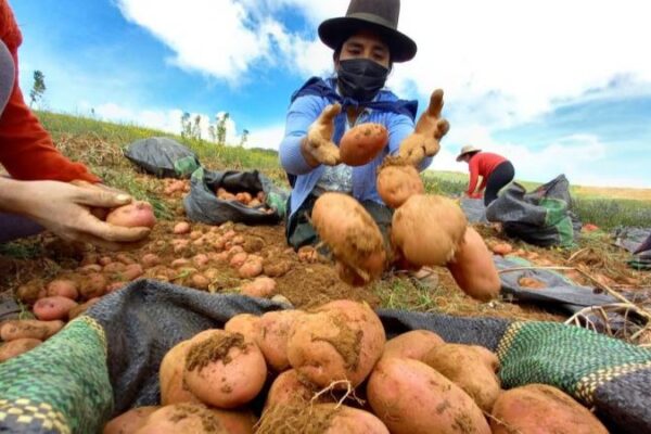 Perú produjo 2,035.5 toneladas de semillas certificadas de papa en la campaña 2023-2024