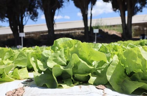 Evalúan dos nuevas variedades de lechuga para producir semillas certificadas de alta calidad