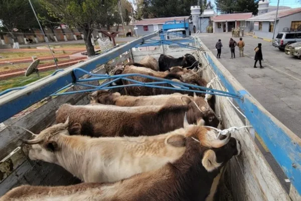 «Ganado en carretera»: Transporte pesado se quedó sin diésel y animales permanecen en camiones
