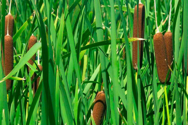 Establecen requisitos fitosanitarios para la importación de plantas de totora desde Panamá