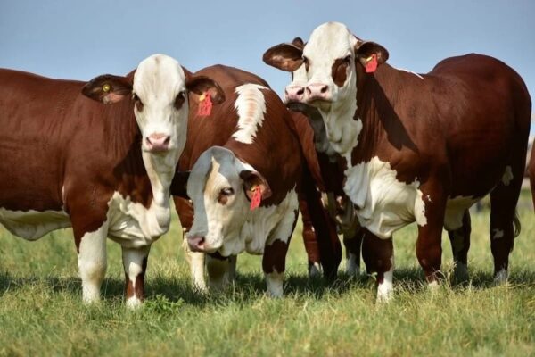 Braford en Uruguay: “fundamental” en la producción de la carne vacuna