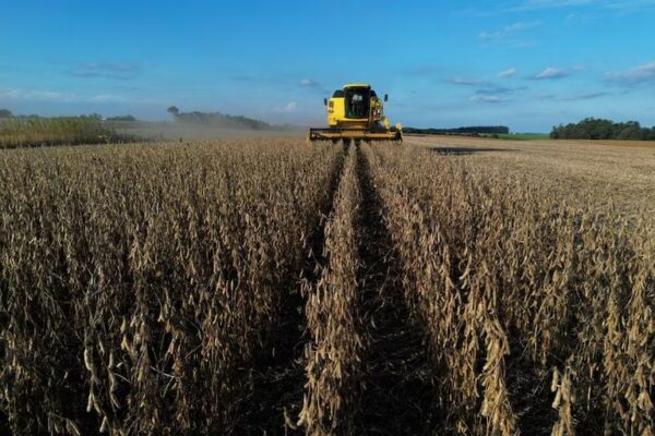 Argentina: Proyectan un incremento de la producción de soja