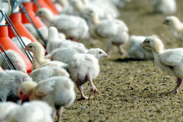 Cerco en Cochabamba: Reportan freno a la producción de pollos por falta de alimentos e insumos