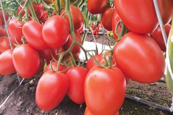 Perú: Exportación de semillas de tomate por US$ 14.6 millones entre enero y abril