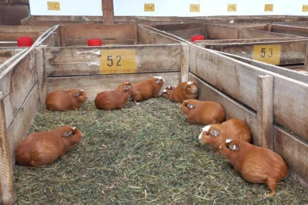 INIA desarrolla la primera línea de cuy de alta calidad para Junín