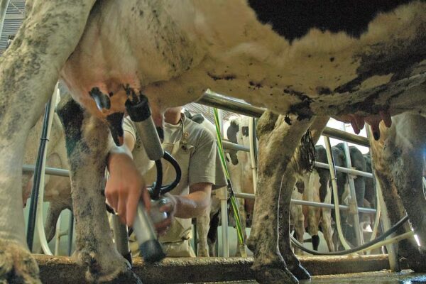 Argentina: “Luz amarilla”: asoma un riesgo para la producción lechera en medio una fuerte recuperación