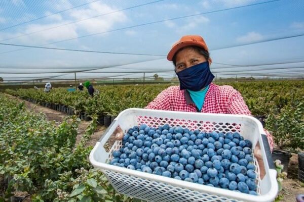 Perú exportó 320.000 toneladas de arándanos en la campaña 2024/2025