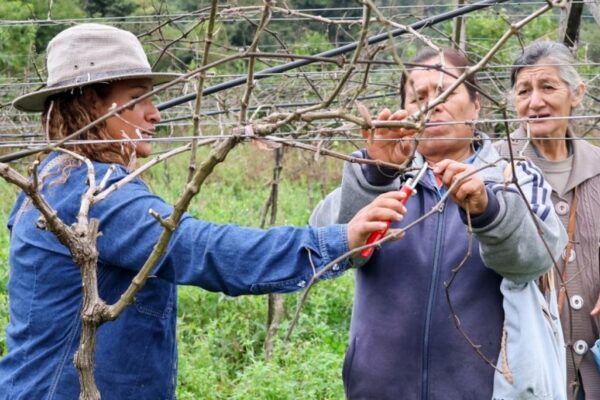 Viticultores de Caraparí se capacitan en poda
