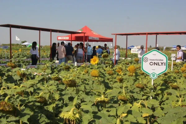 Exportaciones de girasol generaron $us 640 millones al país