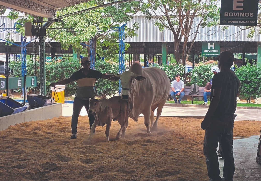 Agropecruz inicia con más de 700 bovinos cebuinos en juzgamientos y exhibiciones- Agropecruz inicia con más de 700 bovinos cebuinos en juzgamientos y exhibiciones
